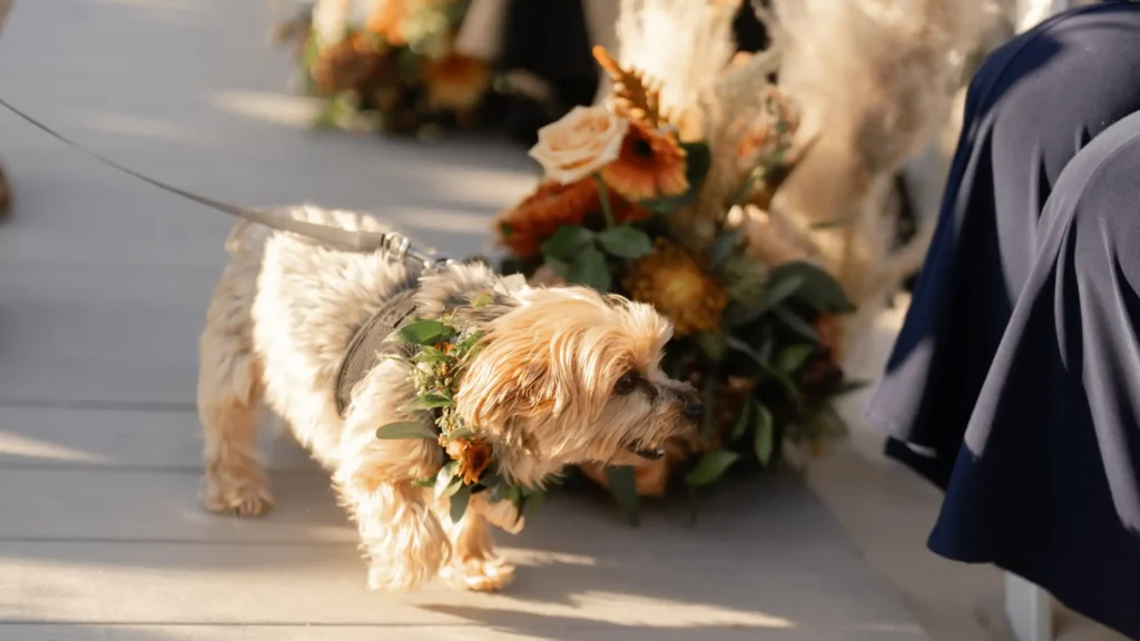 Dog walking down the aisle at a beach wedding ceremony